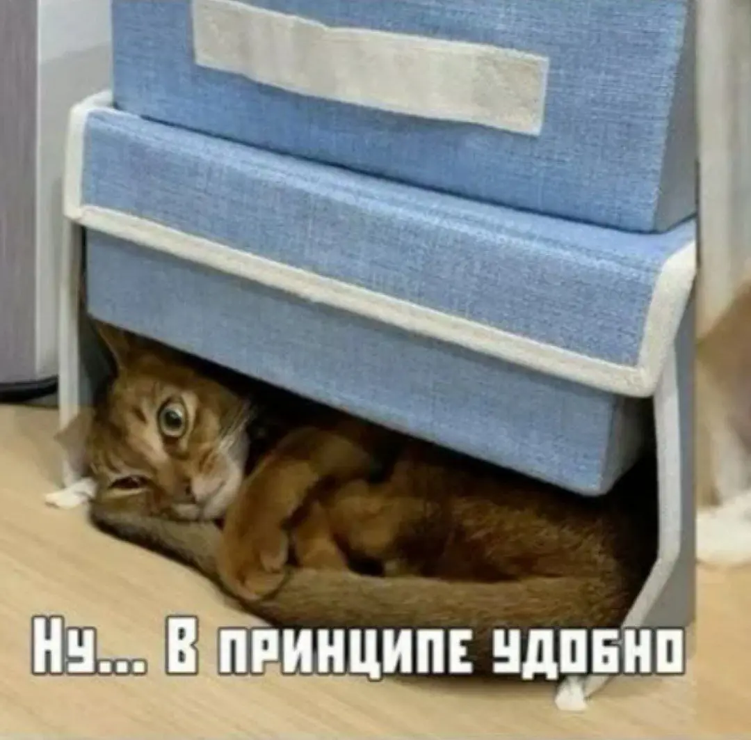 А - адаптивность 80 уровень  😂
#Юмор@poldner #Коты@poldner | Сетка — социальная сеть от hh.ru