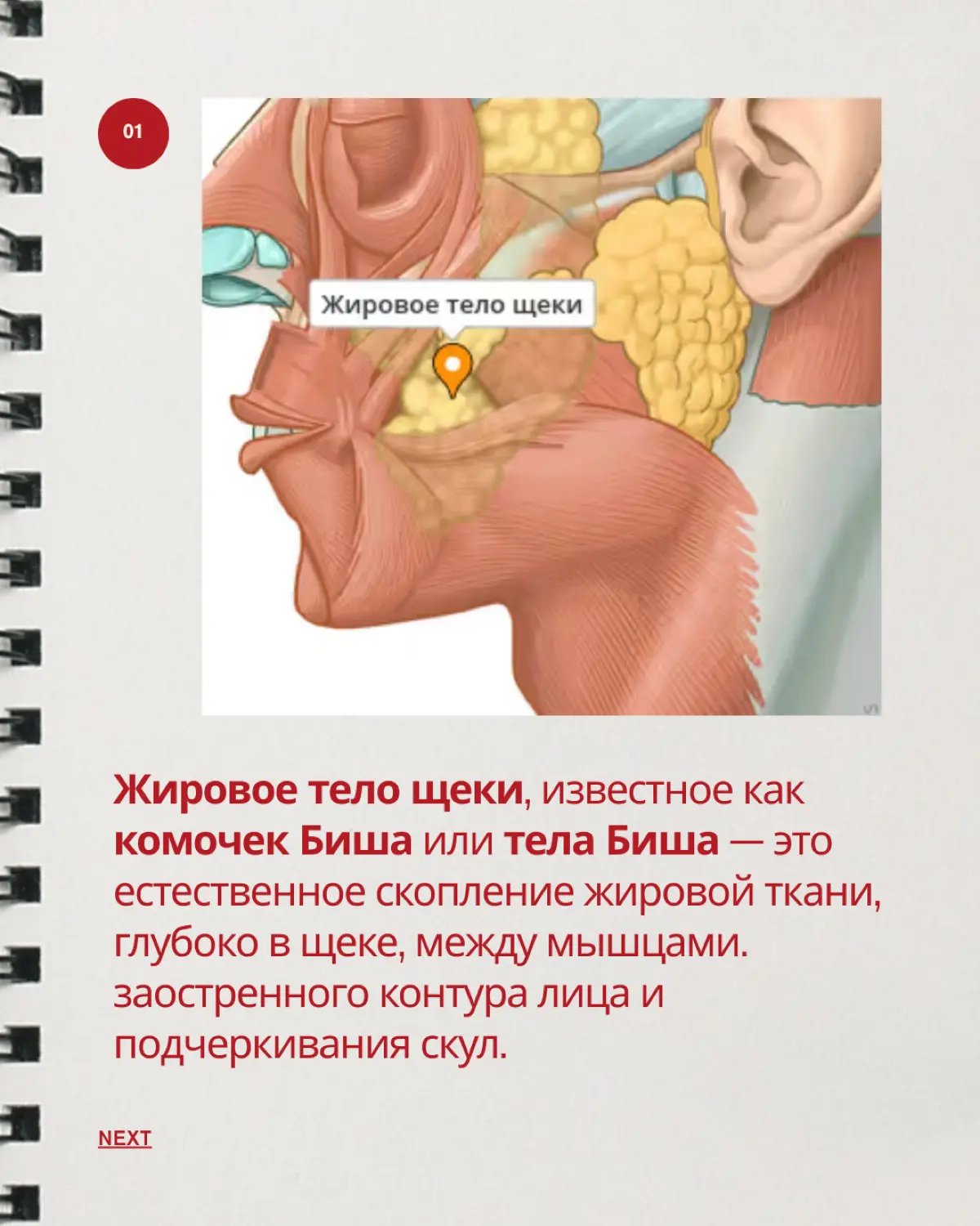 Величко Илона | Методолог | Эксперт анатомии человека | Сетка — социальная сеть от hh.ru