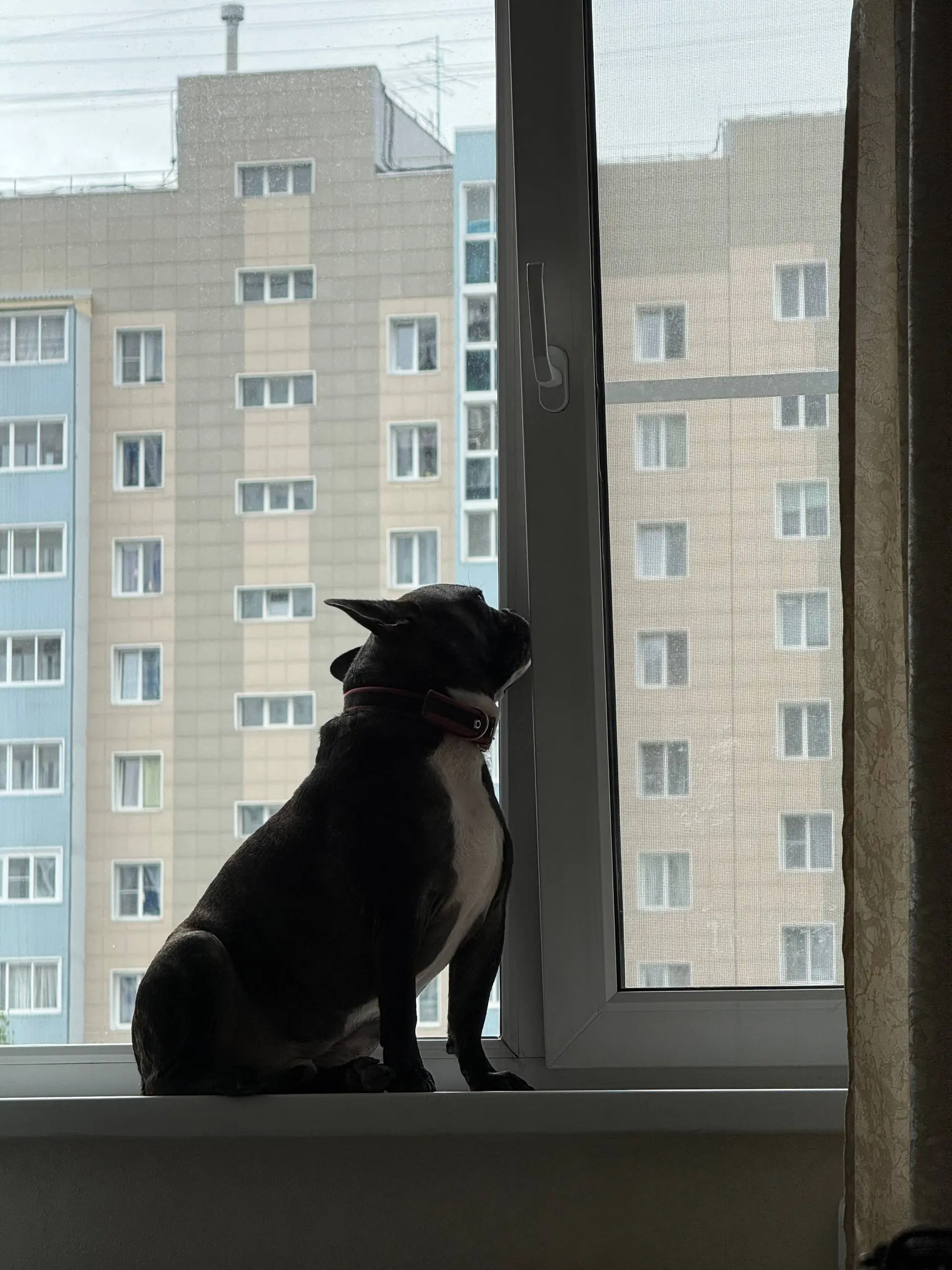 Сэму шесть лет
Вот сколько это по-человеческим? 42 года, если верить ученым | Сетка — социальная сеть от hh.ru