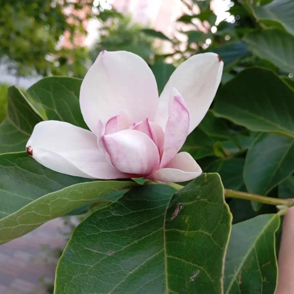 Balentina Blinicheva | Сетка — социальная сеть от hh.ru