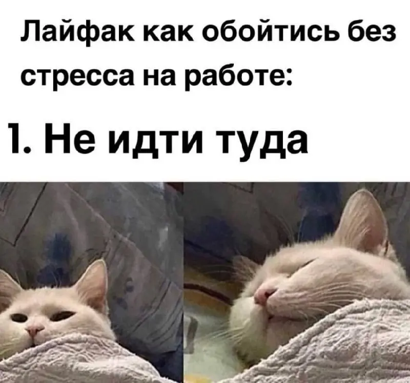 Проблему надо устранять от первоисточника 😂
От любимого клиента Надежды ❤️
#Юмор@poldner #Коты@poldner | Сетка — социальная сеть от hh.ru