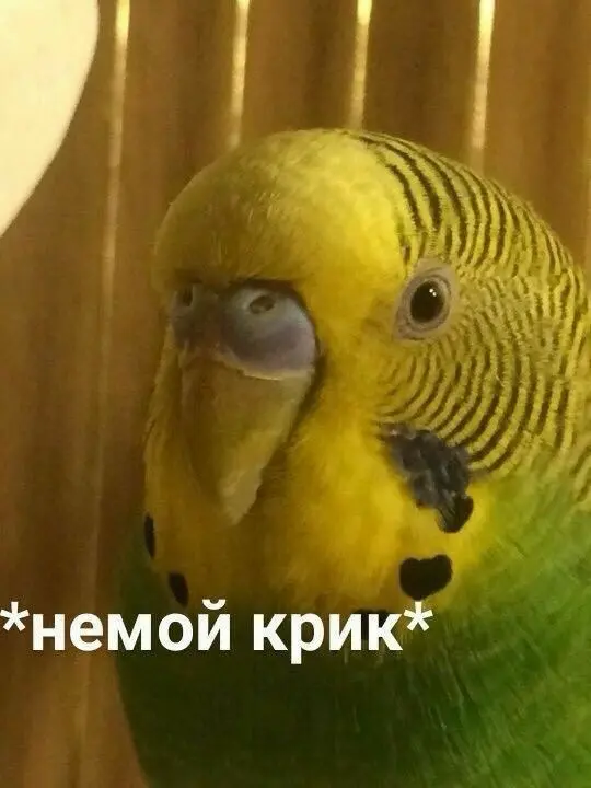 comment image