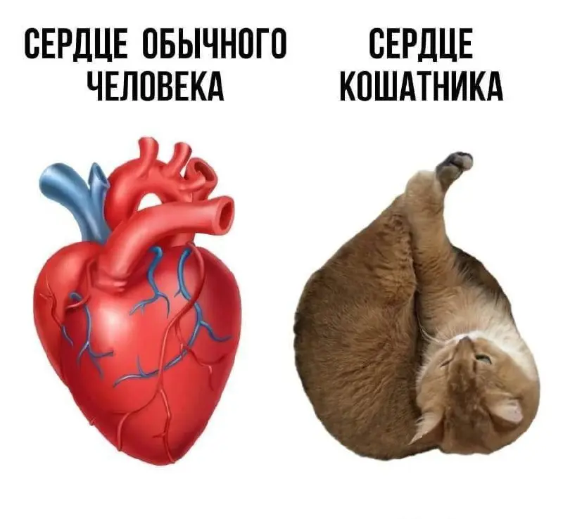 Такое же мягкое и пушистое, как питомец 😂😂😂
#Юмор@poldner #Коты@poldner | Сетка — социальная сеть от hh.ru