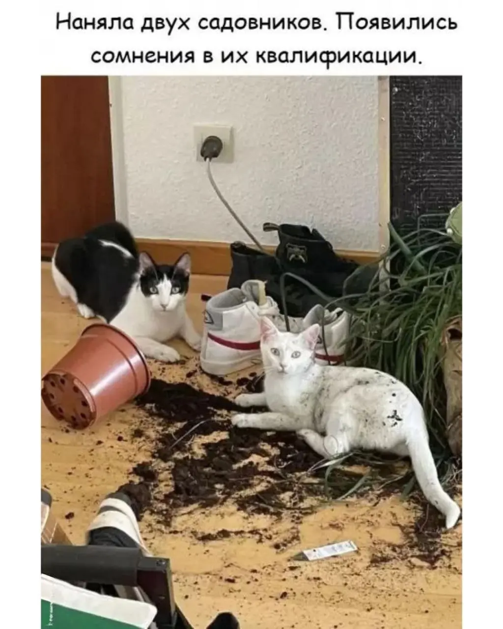 Интересно, почему она сомневается? 😂😂😂
#Юмор@poldner #Коты@poldner | Сетка — социальная сеть от hh.ru