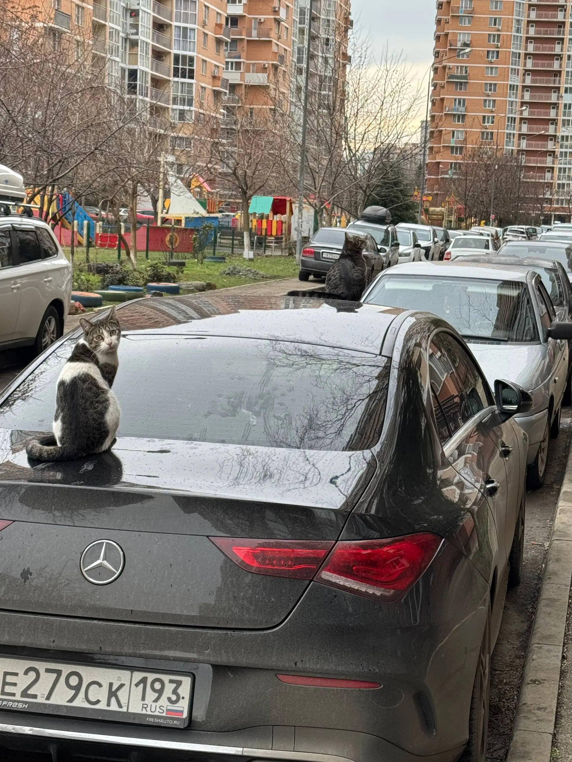 Утренние коты Краснодара
Следят за птица с мерседеса 🤣🤣 | Сетка — социальная сеть от hh.ru