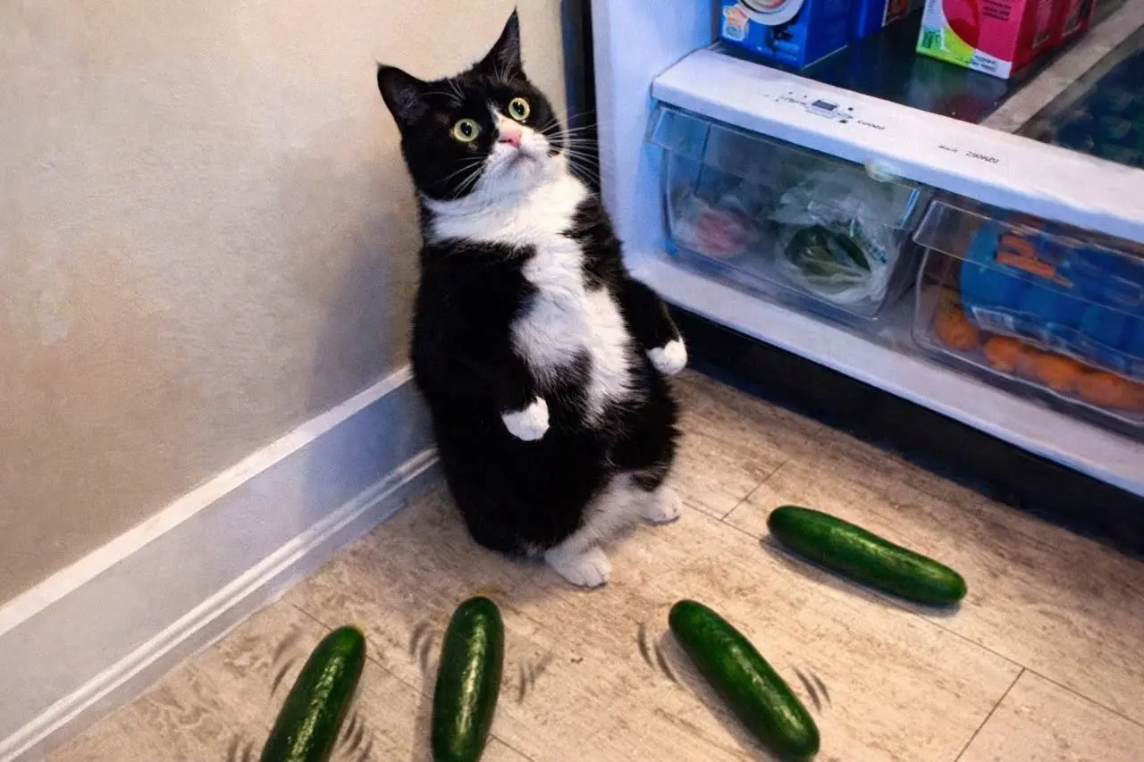 🥒 Цены в петербургских магазинах снова удивили — особенно огурцы.
За декабрь они подскочили почти на четверть. Следом немного прибавили в цене лук, капуста и картофель | Сетка — социальная сеть от hh.ru