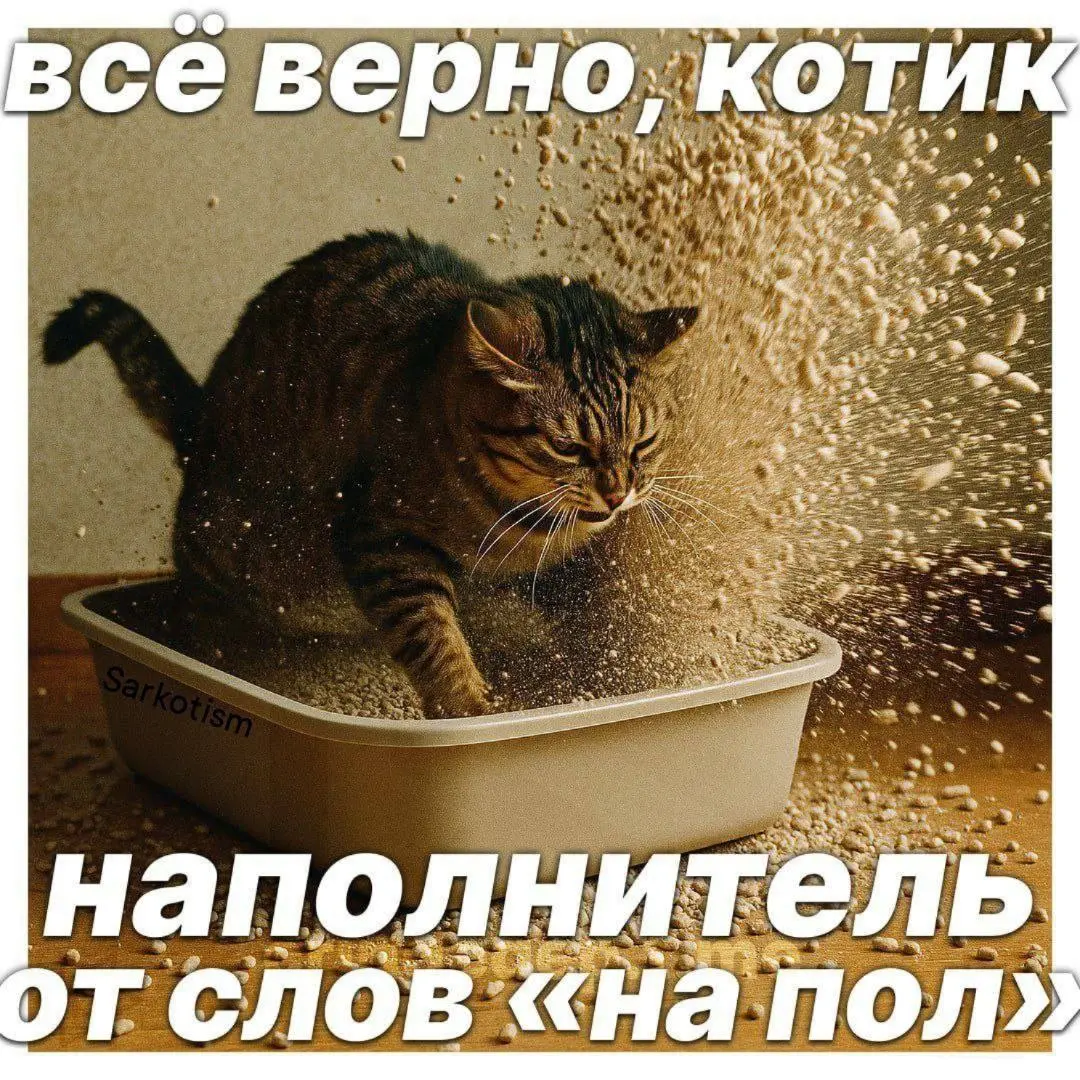 Новое правило русского языка 😂
#Юмор@poldner #Коты@poldner | Сетка — социальная сеть от hh.ru
