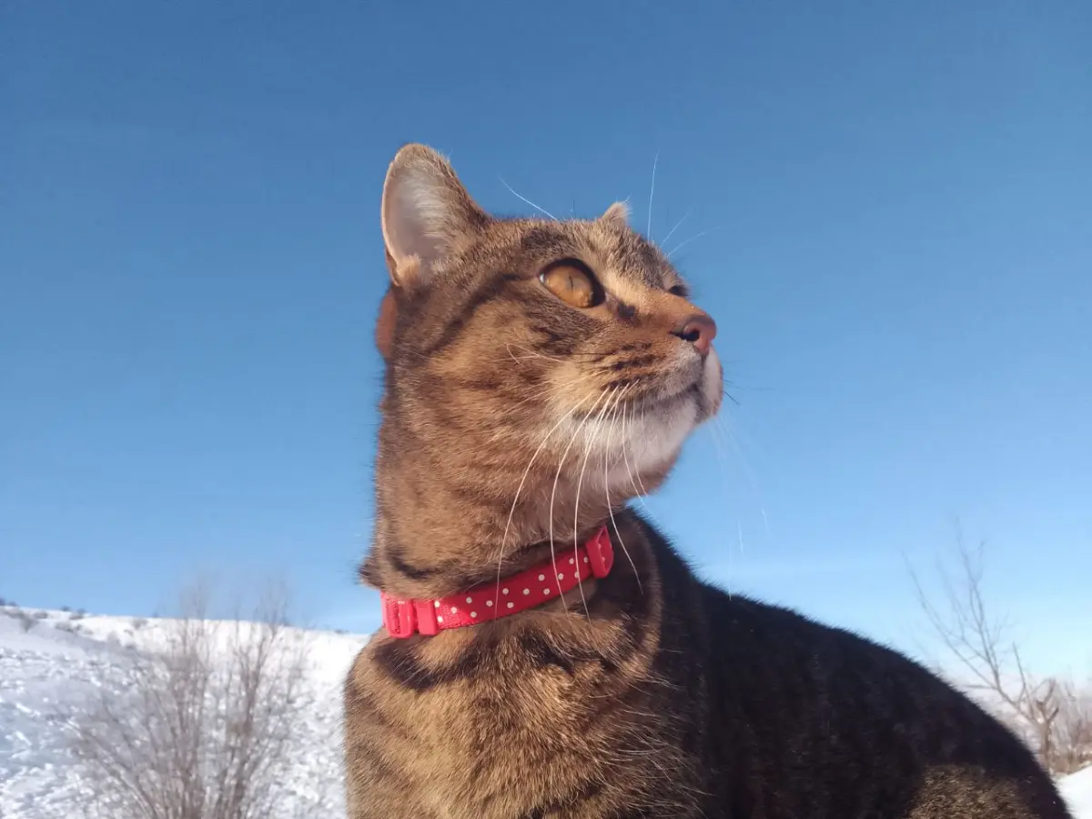 Коты обучаемы. Нужно, конечно, запастись терпением и упорством, быть во всём последовательным для хорошего воспитания, но результат порадует, как радует меня мой котанчик-дружбанчик | Сетка — социальная сеть от hh.ru