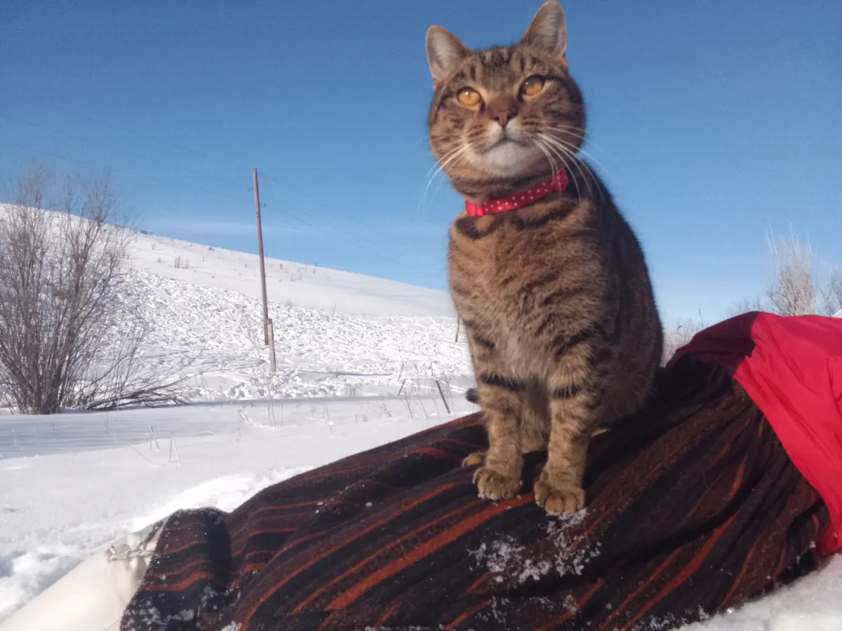 Коты обучаемы. Нужно, конечно, запастись терпением и упорством, быть во всём последовательным для хорошего воспитания, но результат порадует, как радует меня мой котанчик-дружбанчик | Сетка — социальная сеть от hh.ru