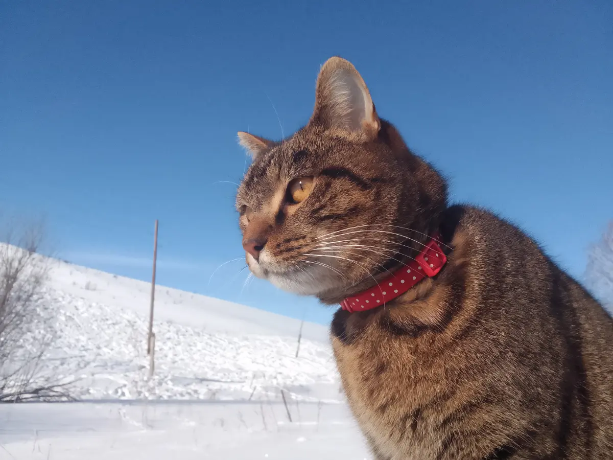 Коты обучаемы. Нужно, конечно, запастись терпением и упорством, быть во всём последовательным для хорошего воспитания, но результат порадует, как радует меня мой котанчик-дружбанчик | Сетка — социальная сеть от hh.ru