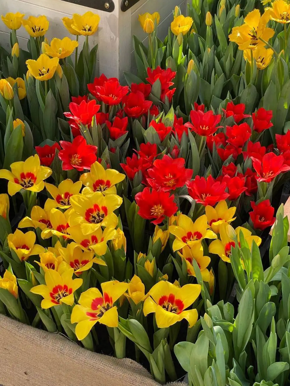 🌷Ежегодная выставка «Репетиция Весны» откроется в Аптекарском огороде
С 14 февраля 10:00-20:00
Тема этого года — загадочные сады Бухары и Самарканда | Сетка — социальная сеть от hh.ru