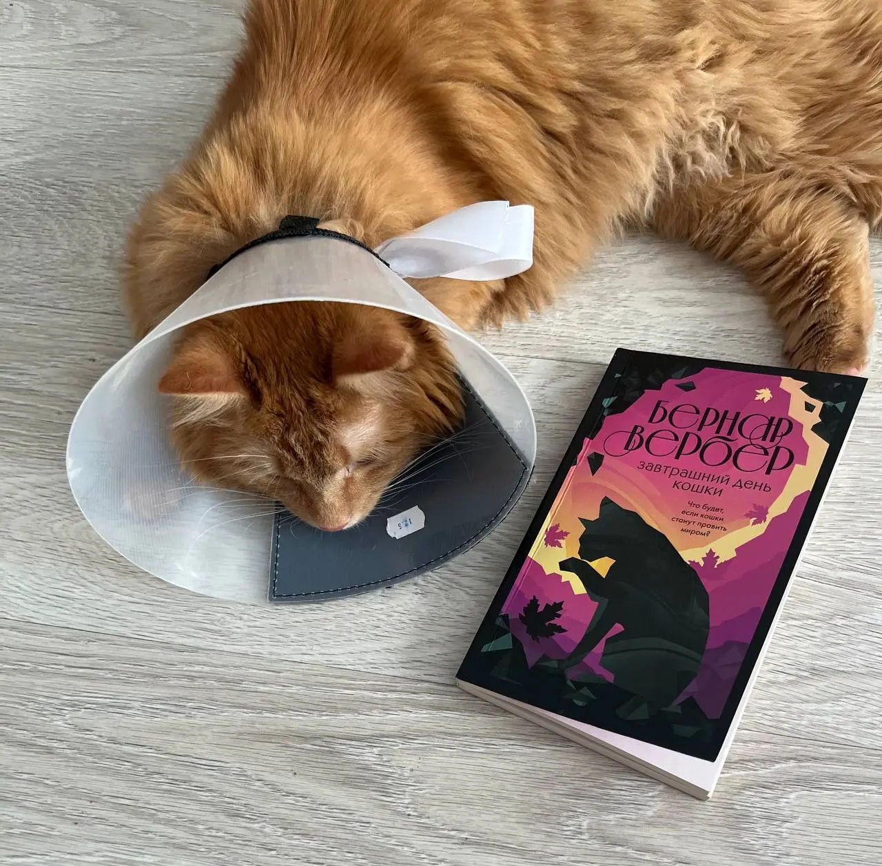Бернар Вербер «Завтрашний день кошки»
❤️❤️❤️❤️❤️❤️❤️
если книга про котиков, то она обязательно привлекает моё внимание
аннотация | Сетка — социальная сеть от hh.ru