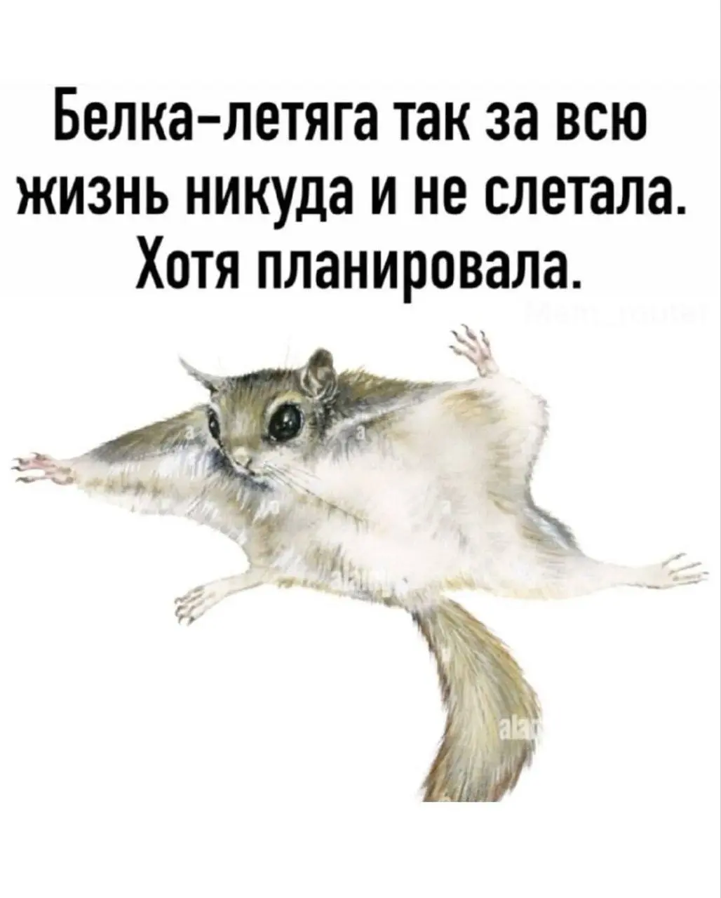 Моя помощь нужна, чтобы не было как у белки-летяги?;) | Сетка — социальная сеть от hh.ru
