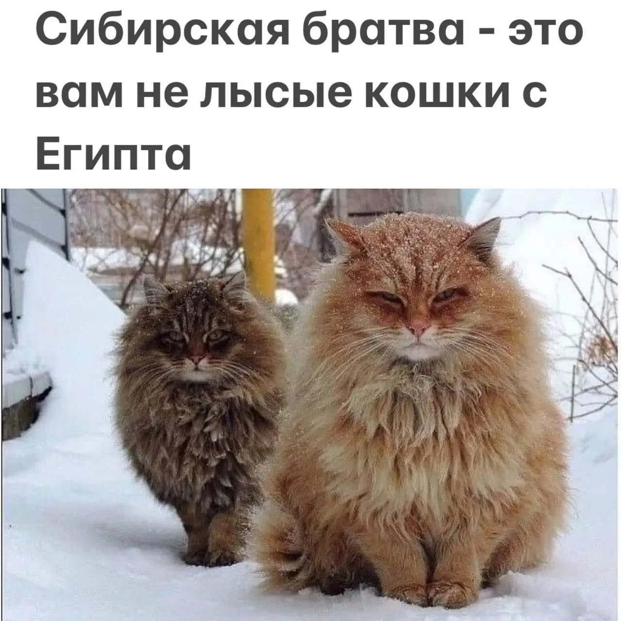Настоящие коты 😂
#Юмор@poldner #Коты@poldner | Сетка — социальная сеть от hh.ru