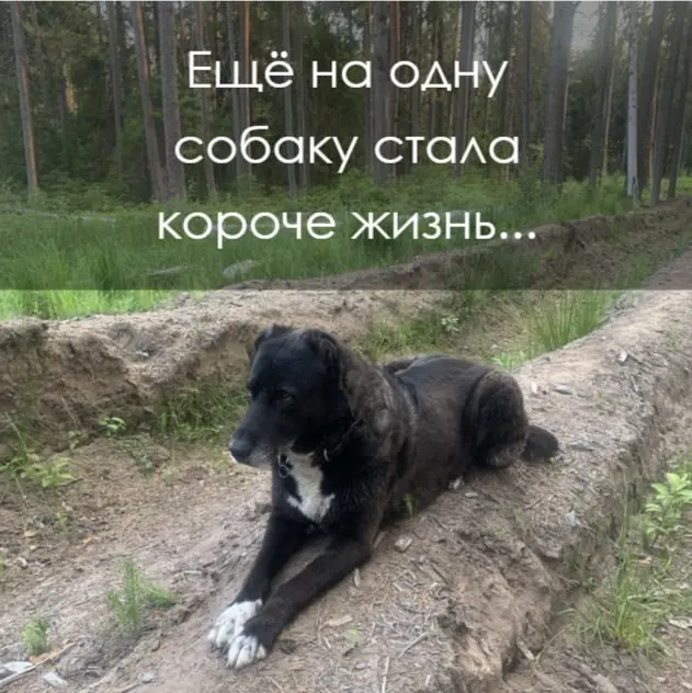 Нора. Ярослав покупал ее как алабая – у нее уже были обрезаны уши и хвост. При этом, она была очень трепетная внутри | Сетка — социальная сеть от hh.ru