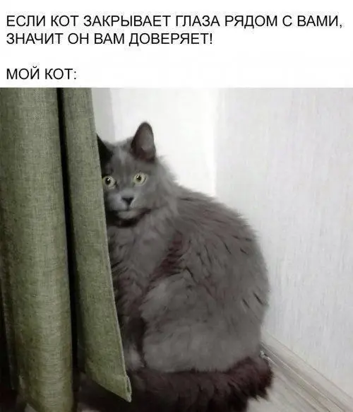 Он абсолютно спокоен 😂
от любимого клиента Вали ❤️
#Юмор@poldner #Коты@poldner | Сетка — социальная сеть от hh.ru