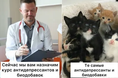 Коты спасают здоровье человека, — врачи | Сетка — социальная сеть от hh.ru