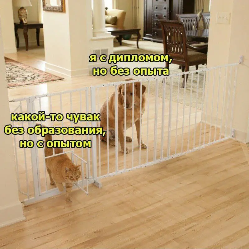 И так всегда 😂
#Юмор@poldner #Коты@poldner
#Собака@poldner | Сетка — социальная сеть от hh.ru