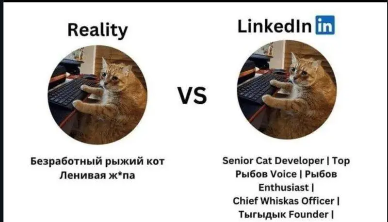 #life #cats | Сетка — социальная сеть от hh.ru
