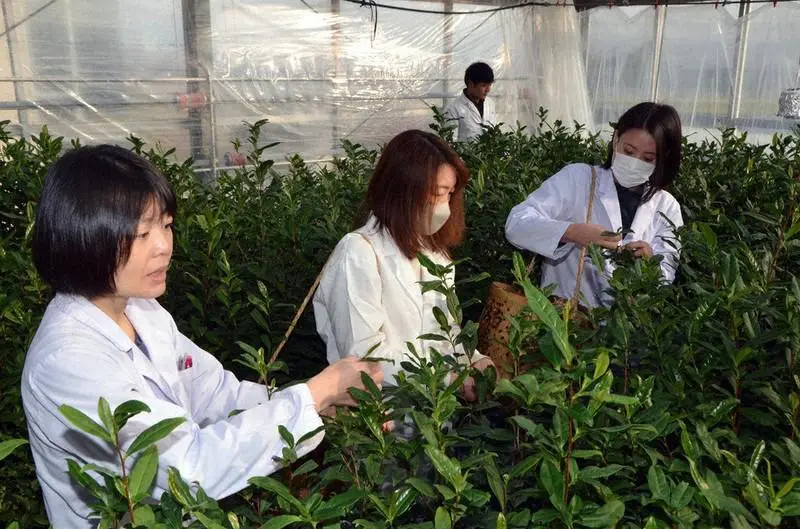 Коллеги из Global Japanese Tea Association опубликовали традиционный ежемесячный отчет о том, что там происходит с чаем в Японии | Сетка — социальная сеть от hh.ru