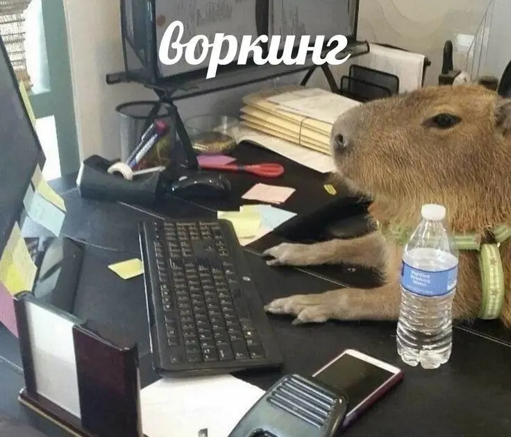Воркинг-воркинг | Сетка — социальная сеть от hh.ru