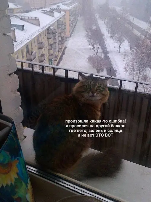 Балконы не выбирают 😂
#Юмор@poldner #Коты@poldner | Сетка — социальная сеть от hh.ru