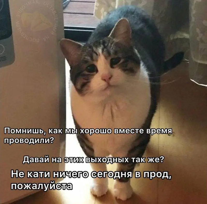 #work #cats | Сетка — социальная сеть от hh.ru