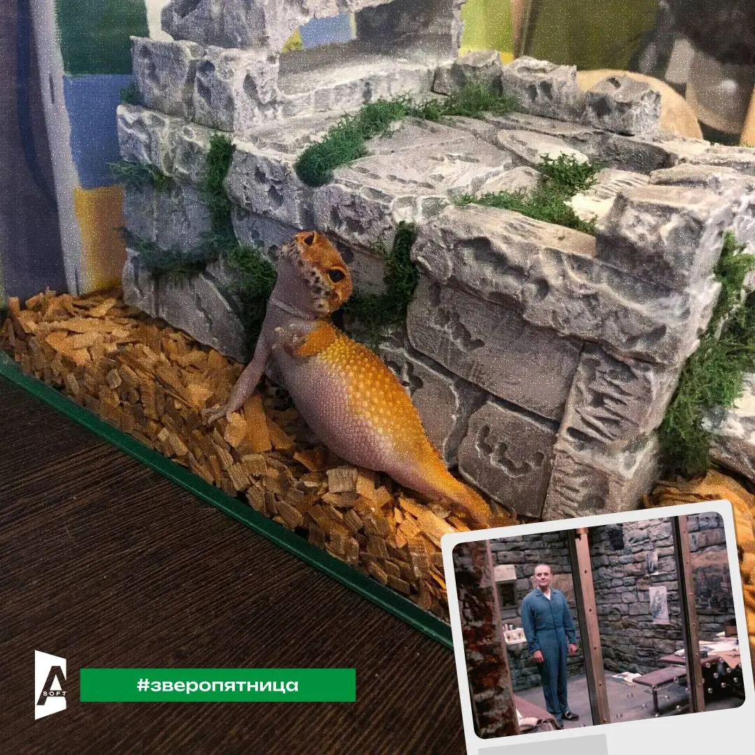 #Зверопятница сегодня с розыгрышем 🎁
Наши зверюшки в очередной раз покоряют киноолимп 👏🏻
Напиши название фильма с любой фотографии питомца в комментариях к посту | Сетка — социальная сеть от hh.ru