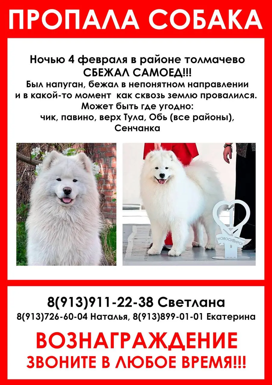 Пропала собака 4 февраля в 23 часа ул Калинина , Обь. !
Уже может быть не таким белым и пушистым . Испуган! Но он не агрессивен .
❗️Сфотографируете или видео, пожалуйста. Чтобы убедиться , что он | Сетка — социальная сеть от hh.ru