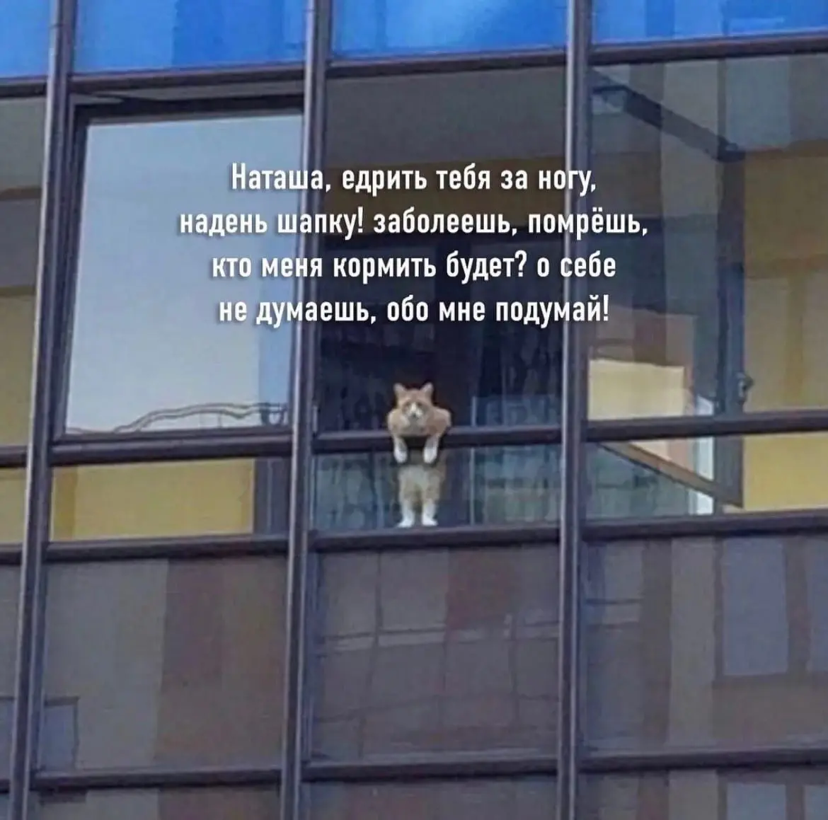 "Ну кооотик" 😂😂😂
#Юмор@poldner #Коты@poldner | Сетка — социальная сеть от hh.ru