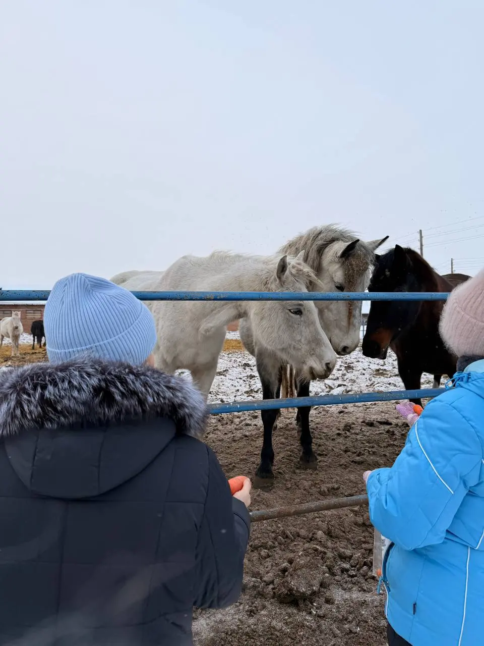 После недели безвылазно за ноутбуком стараемся придумывать возможные активности на природе!
Сегодня под прицел попал Шадринский конезавод 🐎 | Сетка — социальная сеть от hh.ru