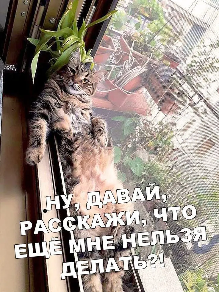 Установи правила, если сможешь 😂😂😂
#Юмор@poldner #Коты@poldner | Сетка — социальная сеть от hh.ru