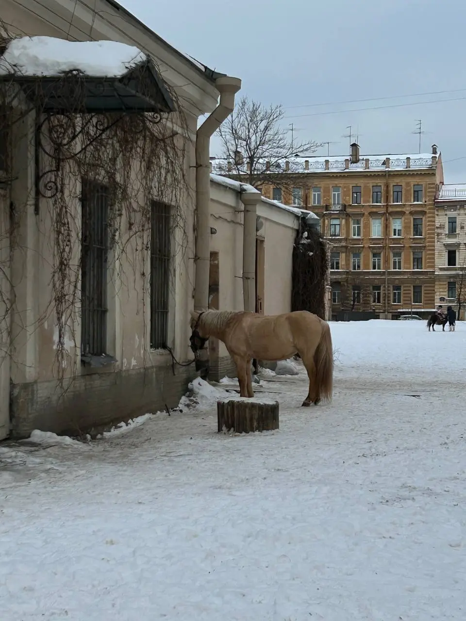 «Ночь» внутри дня.
В течение последних двух недель я переживала выраженный энергетический спад, который отражался практически на всей моей деятельности | Сетка — социальная сеть от hh.ru