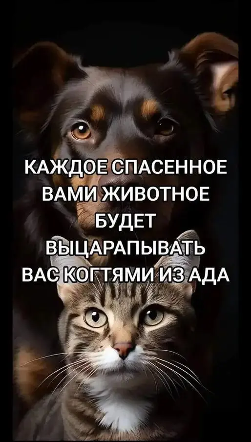 Берегите своих зверушек ❤️
От любимого клиента Вали ❤️
#Юмор@poldner #Коты@poldner #Собака@poldner | Сетка — социальная сеть от hh.ru