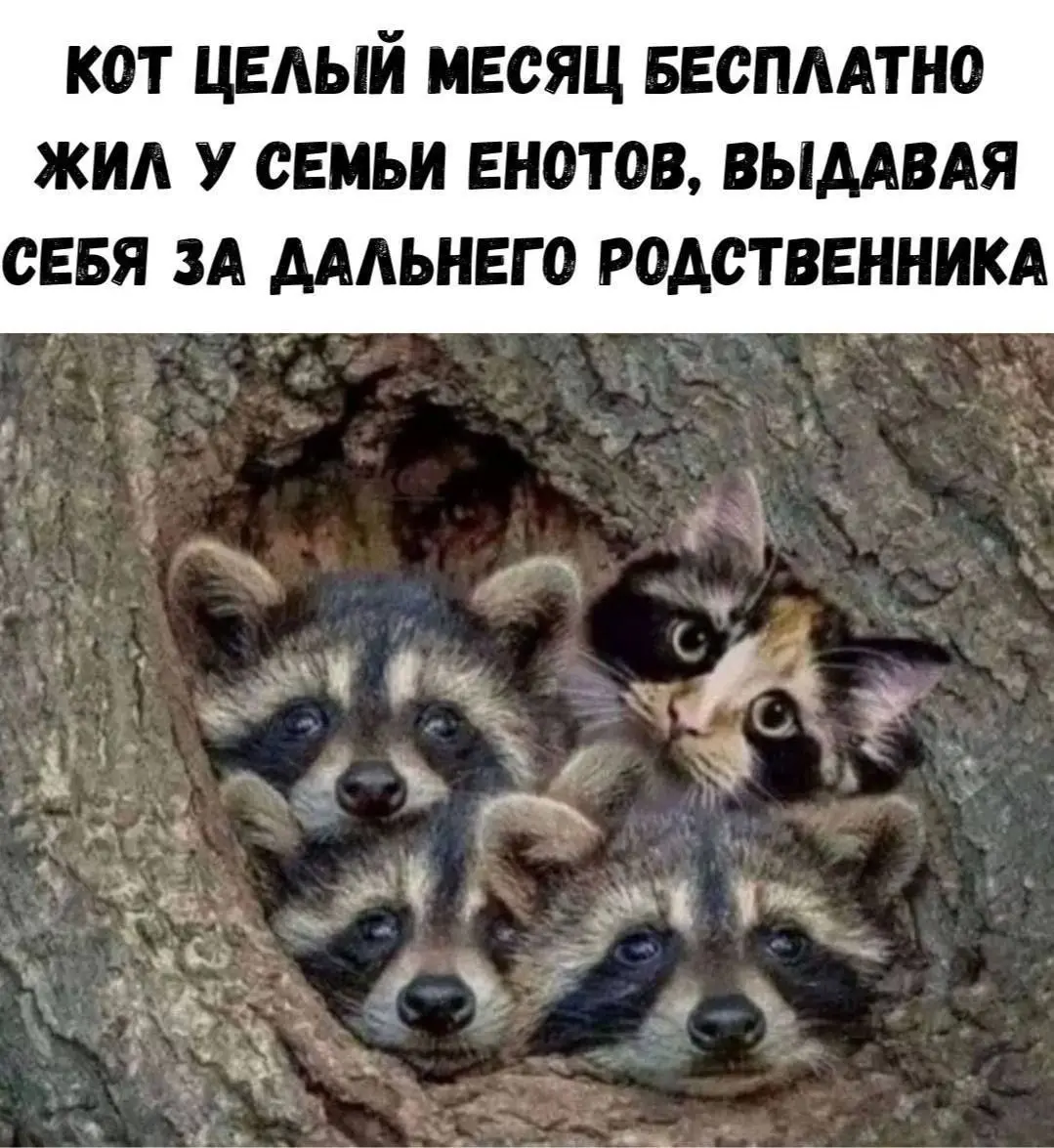 Котики | Сетка — социальная сеть от hh.ru