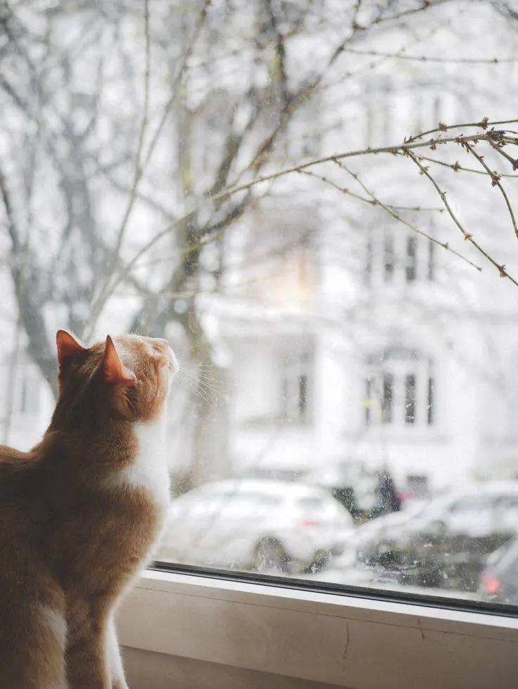 🐈 До весны осталось 18 дней | Сетка — социальная сеть от hh.ru