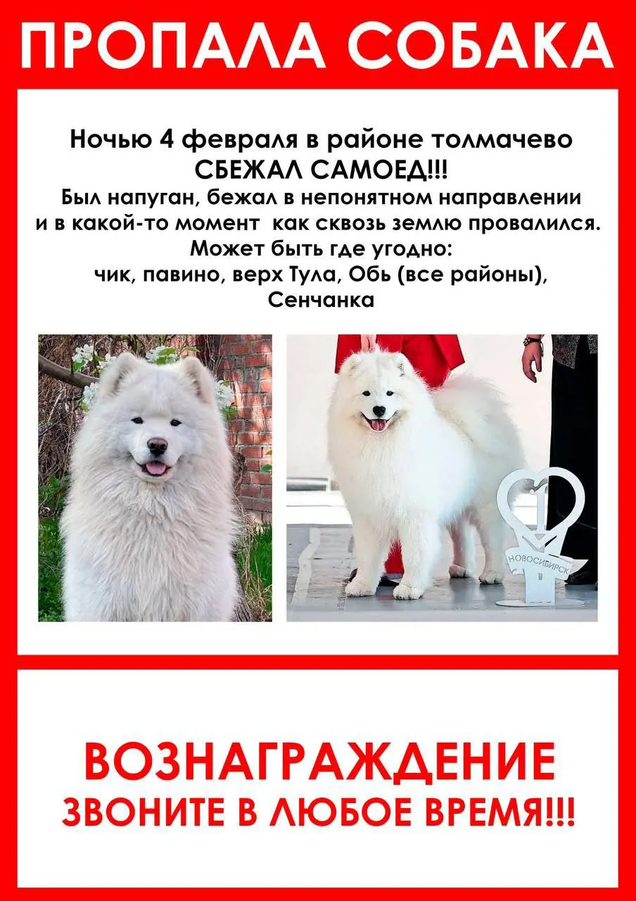 Пропала собака 4 февраля в 23 часа ул Калинина , Обь. !
Уже может быть не таким белым и пушистым . Испуган! Но он не агрессивен .
❗️Сфотографируете или видео, пожалуйста. Чтобы убедиться , что он | Сетка — социальная сеть от hh.ru