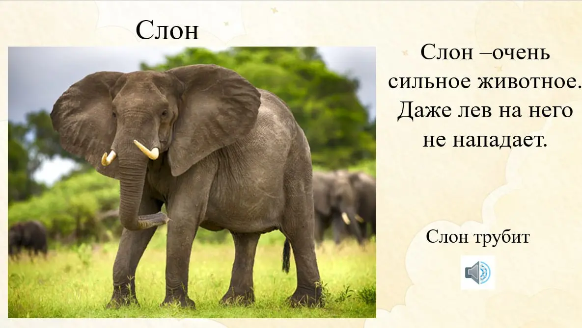 🐘А вы знали, что детеныш бегемота- это телёнок?
Всем привет! Телеграмм плохо работает, видео не грузятся, а у меня уже несколько готовых смонтировано 😢 Решила, что пока буду выкладывать полезные посты... | Сетка — социальная сеть от hh.ru