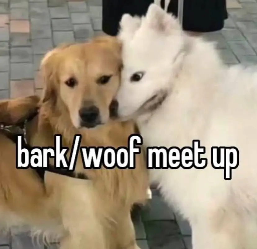 🐶🐶🐶 | Сетка — социальная сеть от hh.ru