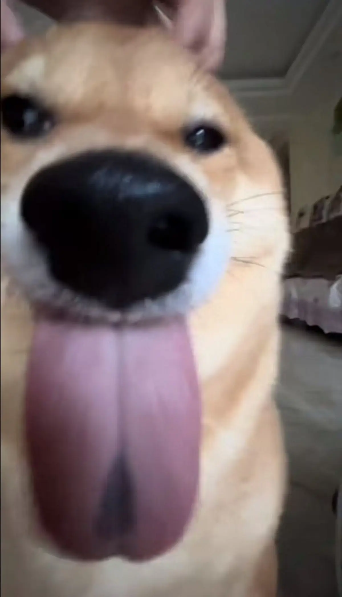 🐶🐶🐶🐶🐶🐶🐶🐶 | Сетка — социальная сеть от hh.ru
