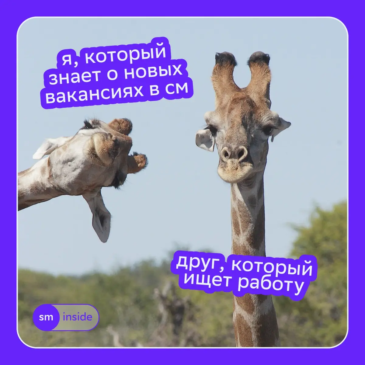 Свежие вакансии СМ подъехали | Сетка — социальная сеть от hh.ru
