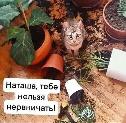 Просто небольшие неудобства 😂
#Юмор@poldner #Коты@poldner | Сетка — социальная сеть от hh.ru