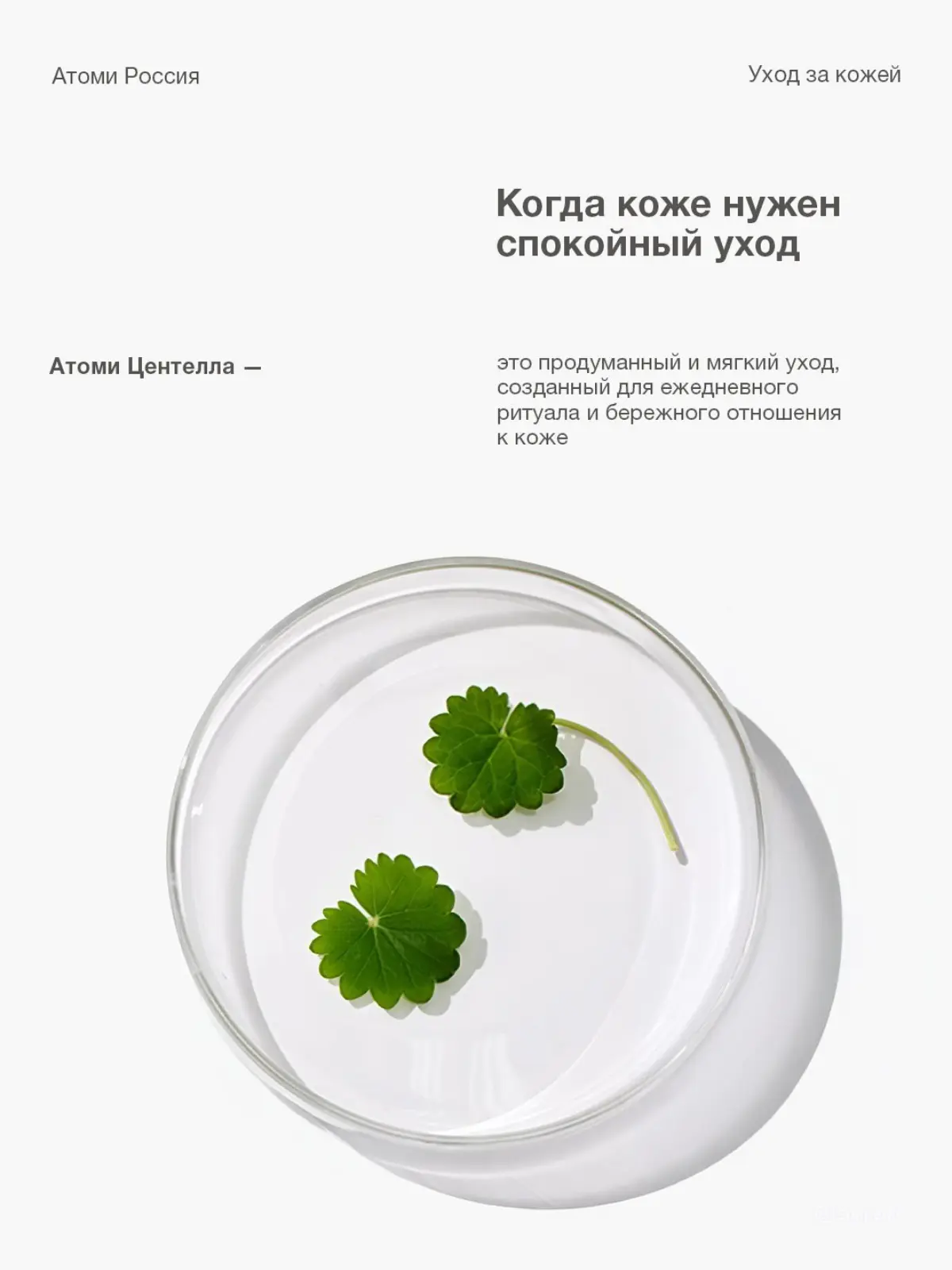 Центелла — это растительный компонент, который давно ценят за её мягкое и успокаивающее действие | Сетка — социальная сеть от hh.ru