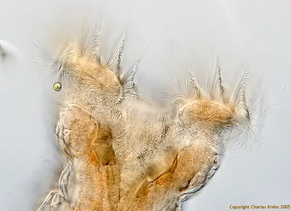 Маркер биологической очистки - коловратка | Сетка — социальная сеть от hh.ru