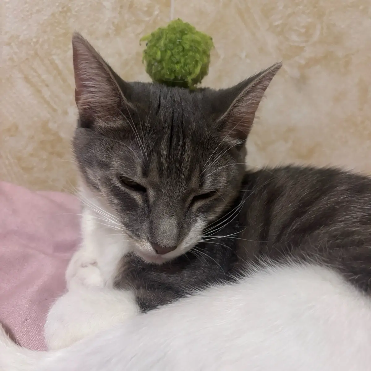 Даниил Рухадзе | Сетка — социальная сеть от hh.ru