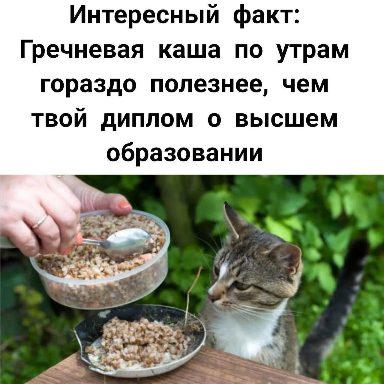 Интересный факт 😂
#Юмор@poldner #Коты@poldner | Сетка — социальная сеть от hh.ru
