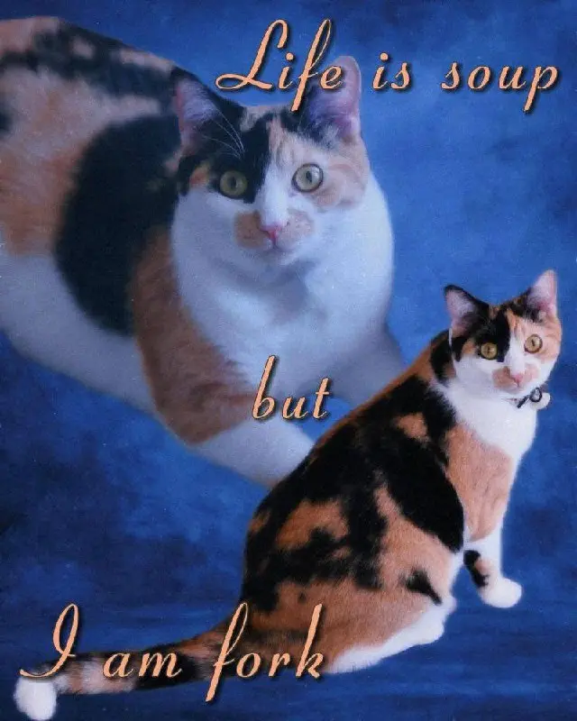 #cats #life | Сетка — социальная сеть от hh.ru