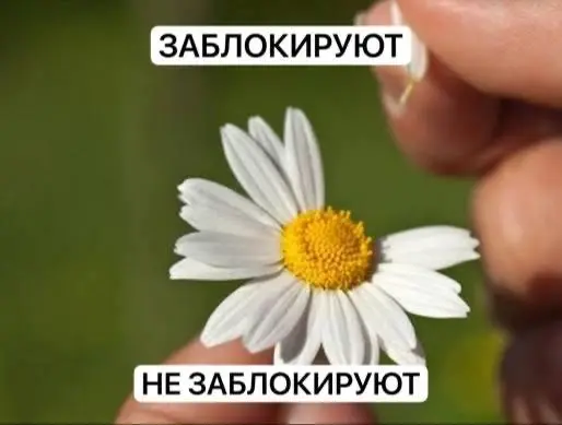 Вот это, конечно, качели нам устраивают каждый день с блокировкой Telegram))
Честно говоря, уже выработался какой‑то защитный слой брони к этим новостям | Сетка — социальная сеть от hh.ru