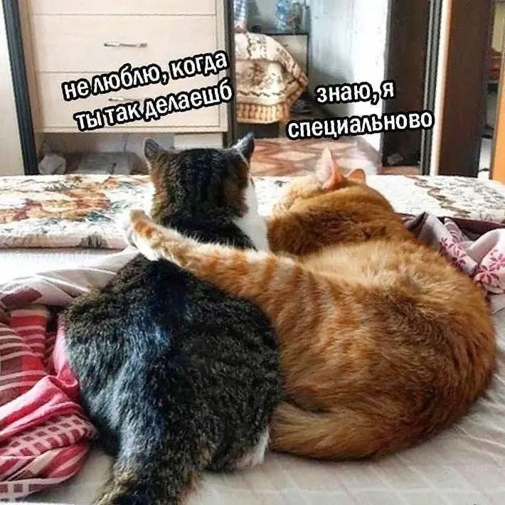 На зло 😂😂
#Юмор@poldner #Коты@poldner | Сетка — социальная сеть от hh.ru