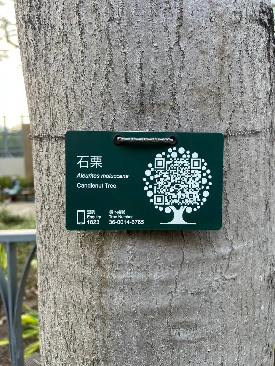 В Гонконге все деревья пронумерованы!
У каждого дерева свой ID и QR-код со ссылкой на карточку дерева в системе | Сетка — социальная сеть от hh.ru